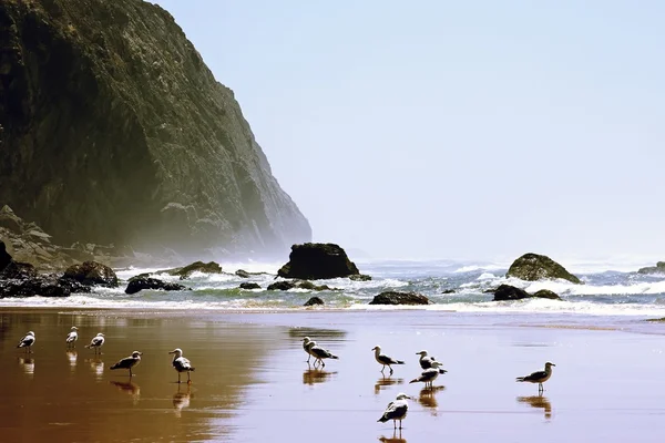 stock image Wildlife in Portugal