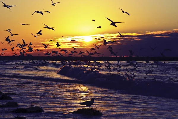 Cientos de gaviotas en la costa del mar del norte en los Países Bajos al atardecer — Foto de Stock