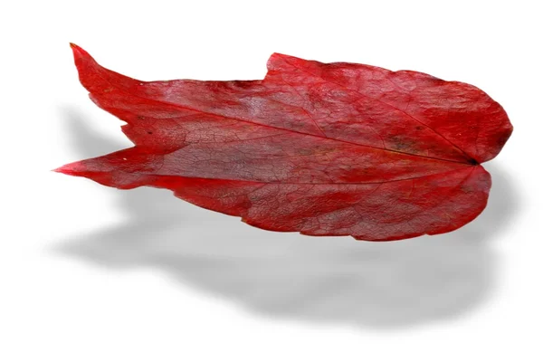 Hoja roja en otoño aislada sobre blanco — Foto de Stock