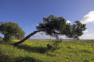 Bahar Portekiz tipik alentejo peyzaj