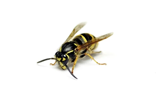 stock image Bee on white