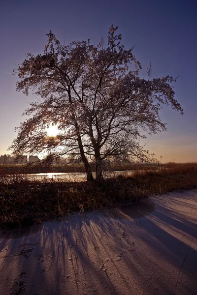 Eenzame boom in de winter bij zonsondergang — Stockfoto