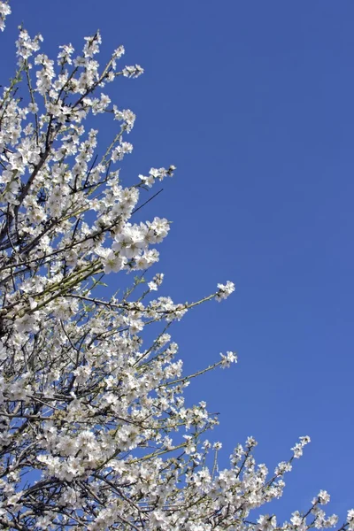 Цветущее весной дерево с голубым небом — стоковое фото