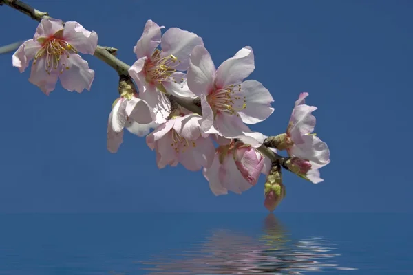 Kvetoucí mandlový květ proti modré obloze — Stock fotografie
