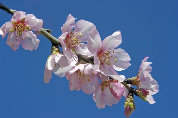 Kvetoucí mandlový květ proti modré obloze — Stock fotografie