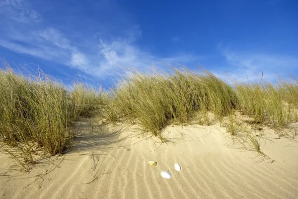 Dunas e areia no oceano atlântico em Portugal — Fotografia de Stock