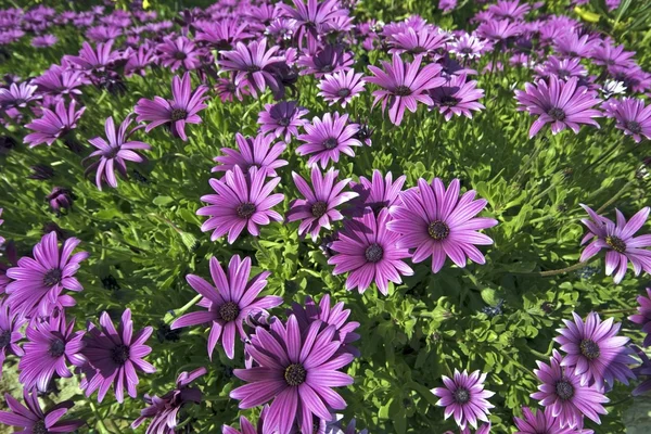 Purple springflowers in Portugal — Stock Photo, Image