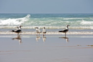 Portekiz doğada plajda martıları