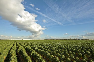 Brussels sprouts in the fields in the countryside in the Netherlands clipart