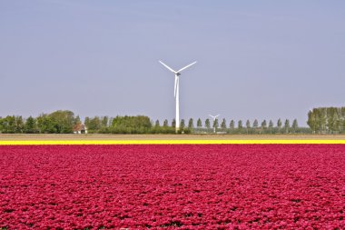 Hollanda Hollanda yel değirmeni ve Lale alanları