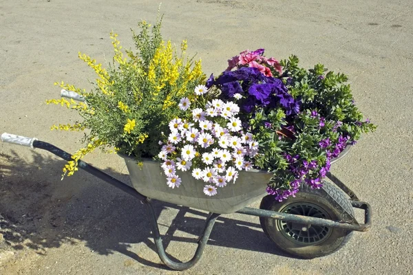 Blütenpflanzen bereit für den Garten im Frühling — Stockfoto