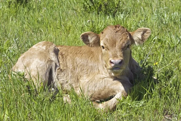 Молодая корова на полях Португалии — стоковое фото
