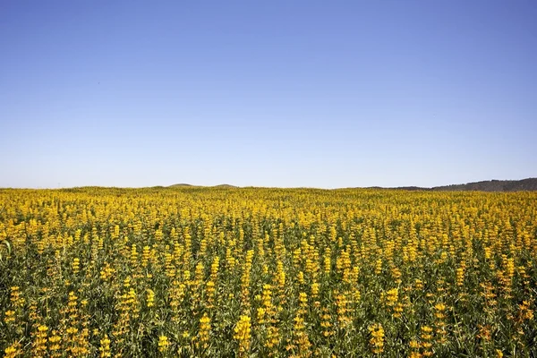 Žlutá springflowers v oblasti — Stock fotografie