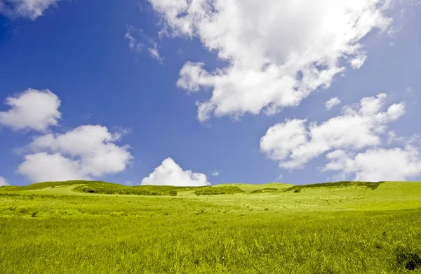 Green field and a blue sky — Stock Photo, Image