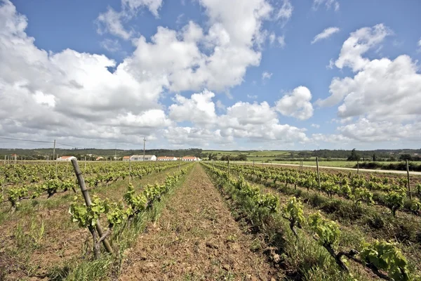 Vinrankor i fälten av portugal — Stockfoto