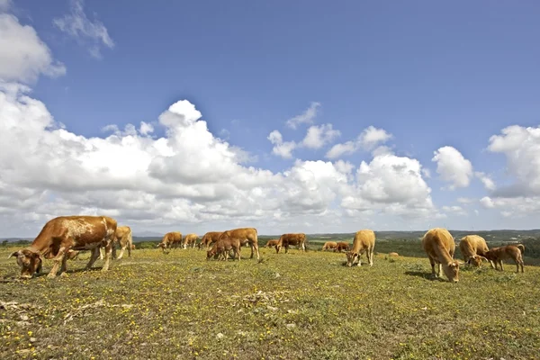 Op het gebied van portugal grazende koeien — Stockfoto