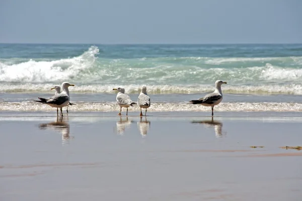 Gaviotas en la playa en la naturaleza en Portugal —  Fotos de Stock