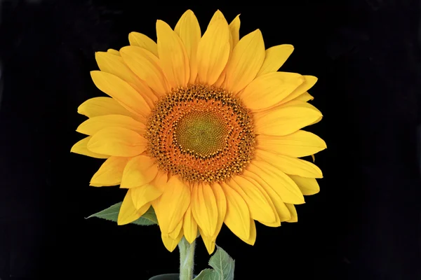 Slunečnice, samostatný — Stock fotografie