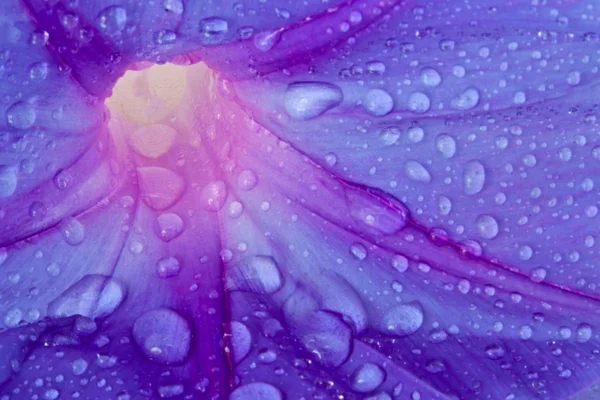 Hermosa flor morada macro con gotas de rocío — Foto de Stock