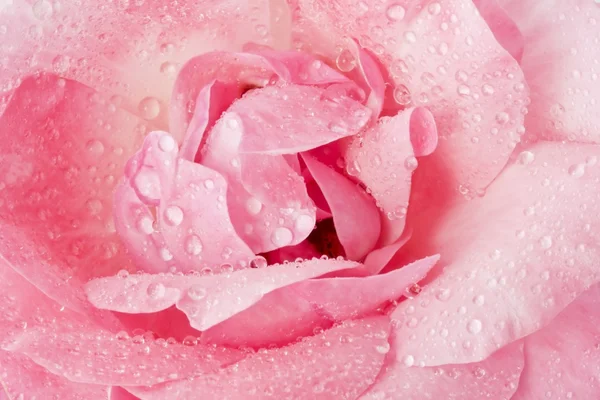 Beautiful pink rose macro with dew drops — Stock Photo, Image