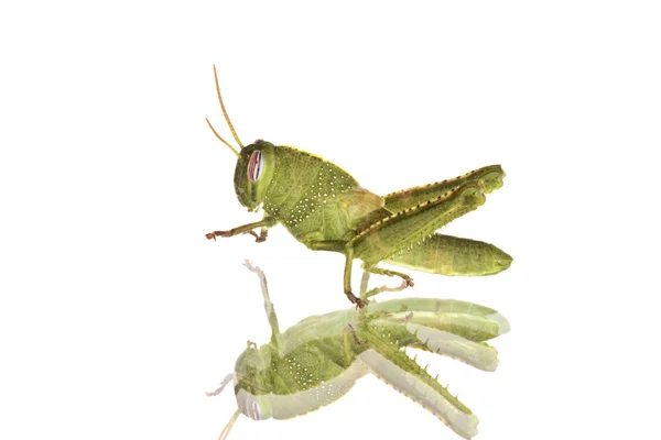 Green grasshopper on a mirror plate — Stock Photo, Image