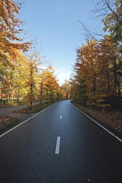 Driving road in autumn in the Netherlands — Stock Photo, Image