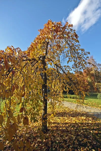 Strom podzim — Stock fotografie