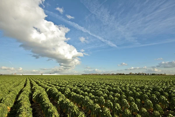 Růžičková kapusta v polích na venkově v Nizozemsku — Stockfoto
