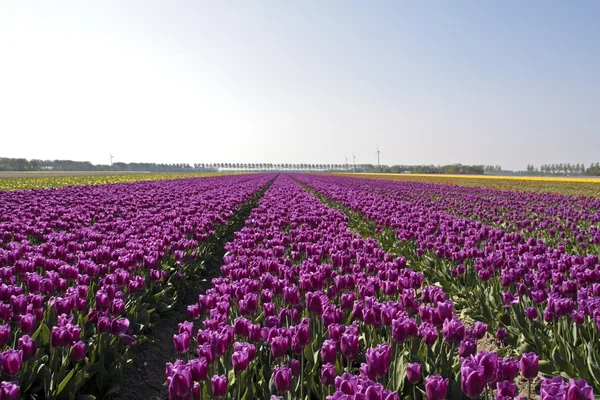 Field of tulips ready for export in Holland Netherlands — Stock Photo, Image