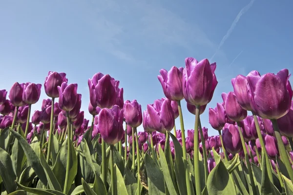 Des tulipes violettes sur le terrain aux Pays-Bas — Photo