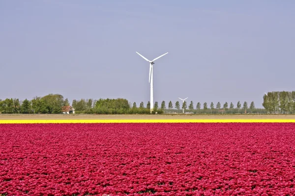 Holländska väderkvarn och tulpan fält i Nederländerna — Stockfoto