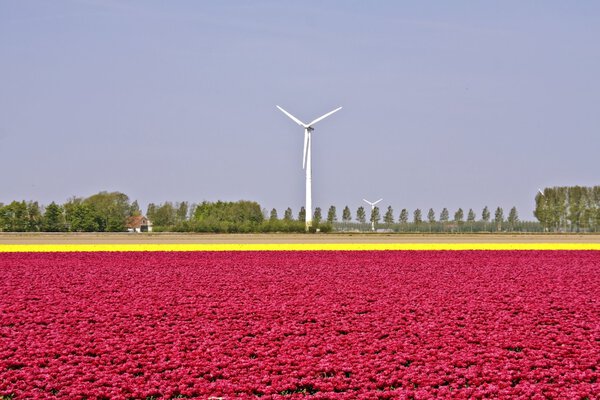 Dutch windmill and tulip fields in the Netherlands