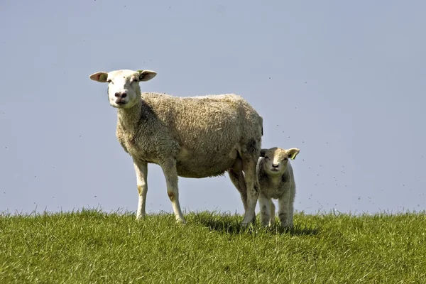 Ovce a jehňata na jaře v polích z Nizozemska — Stock fotografie