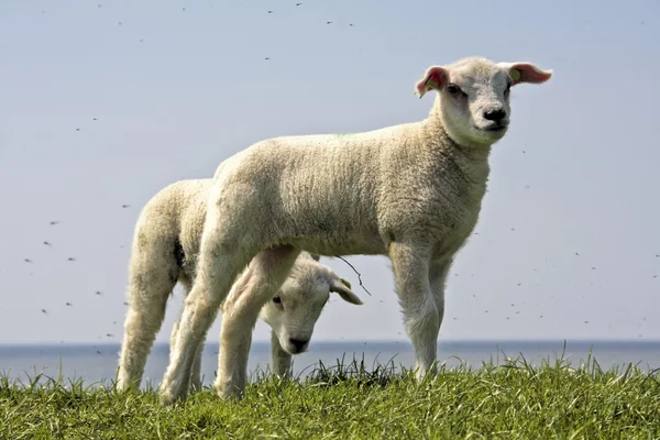 Schafe und Lämmer im Frühling auf den Feldern aus den Niederlanden — Stockfoto