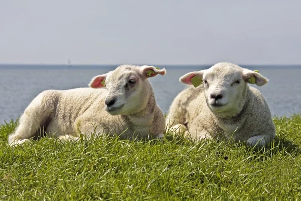 Owce i jagnięta wiosną w polach z Holandii — Zdjęcie stockowe