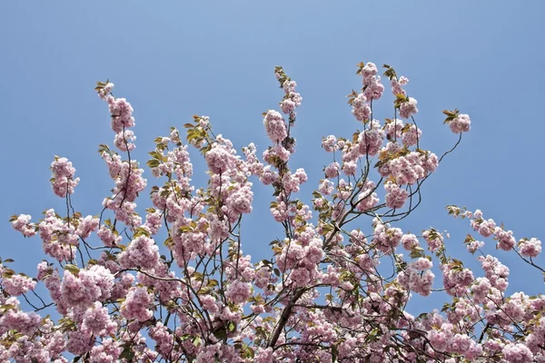 Цветок цветет на дереве весной в Португалии на фоне голубого неба — стоковое фото