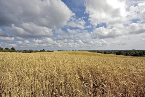 Pšeničné pole v Portugalsku — Stock fotografie