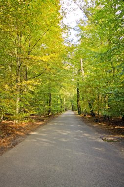 Hollanda Güz ormanda Hollandalı Lane