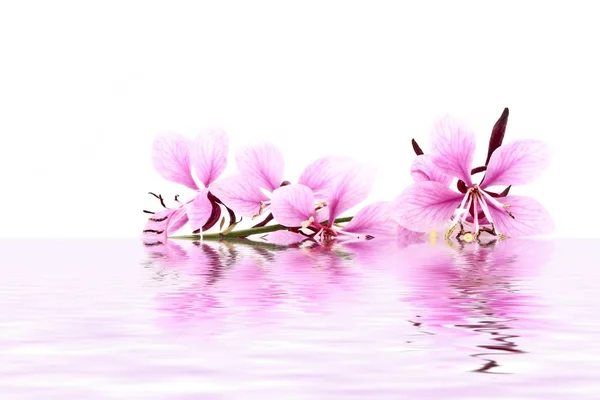 Flor rosa delicada flutuando na água — Fotografia de Stock