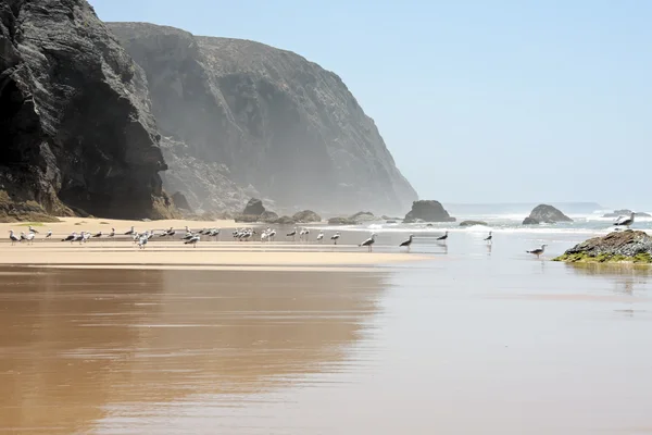 Möwen am Strand in der Natur in Portugal — Stockfoto