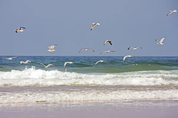 Seagulls above the atlantic ocean in Portugal — Stock Photo, Image