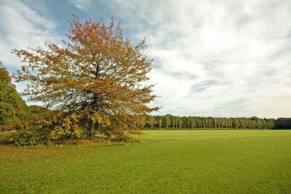 Árvores coloridas no outono nos Países Baixos — Fotografia de Stock