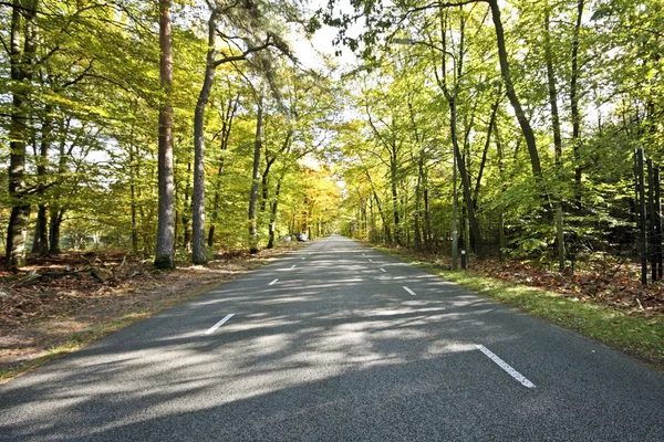 Lane door de Nederlandse bossen in de herfst in Nederland — Stockfoto