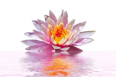 Beautiful pink lotus flower floating in water clipart