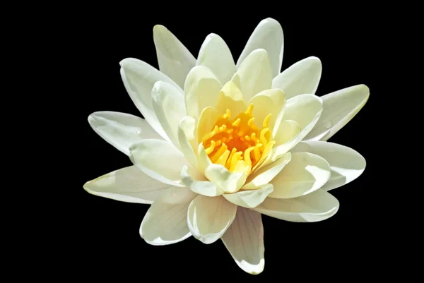 Bela flor de lótus branco — Fotografia de Stock