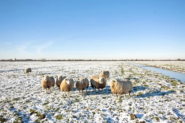 Owce w polach w okresie zimowym w Holandii — Zdjęcie stockowe