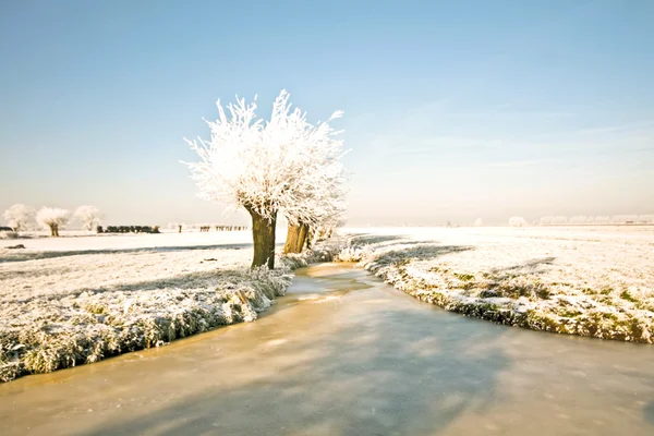 Зима в Нидерландах — стоковое фото