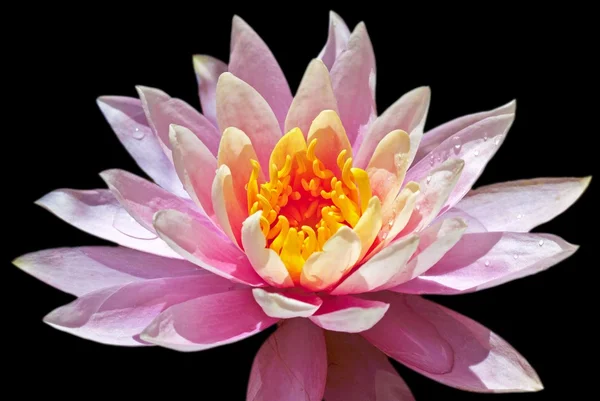 Fleur de lotus rose — Photo