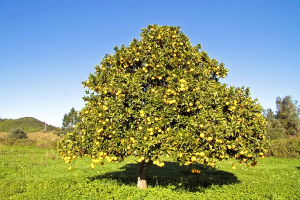 Pomarańczowe drzewa pełne pomarańczy w wiosenny w Portugalii — Zdjęcie stockowe