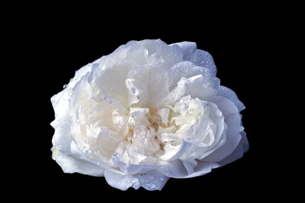 Divoká Bílá růže na černém pozadí — Stock fotografie